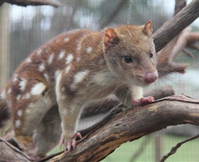 Moonlit Sanctuary Wildlife Conservation Park - Accommodation Gold Coast 2