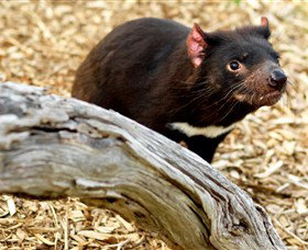 Moonlit Sanctuary Wildlife Conservation Park - Accommodation Gold Coast 4