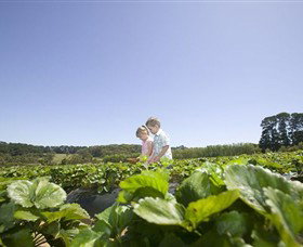 Sunny Ridge Strawberry Farm - Accommodation Gold Coast 0