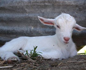 Jannei Artisan Cheese Makers - Accommodation Gold Coast 1