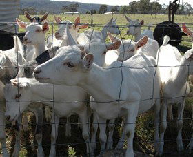 Jannei Artisan Cheese Makers - Accommodation Gold Coast 5