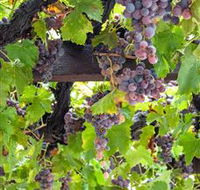  Murrumbateman Winery Company Pty Ltd  - Accommodation Gold Coast