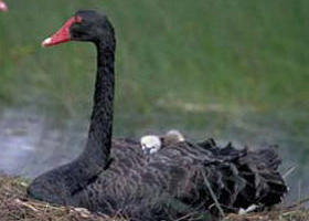 French Island Marine National Park - Gold Coast 4U 0