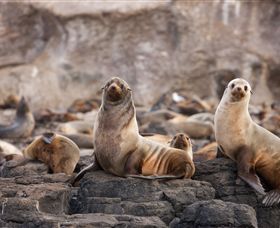 Phillip Island Nature Parks - Accommodation Gold Coast 1