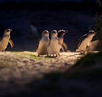 Phillip Island Nature Parks - Accommodation Gold Coast
