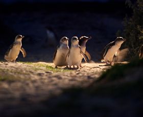 Phillip Island Nature Parks - Accommodation Gold Coast 0