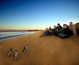 Phillip Island Nature Parks - Accommodation Gold Coast 7