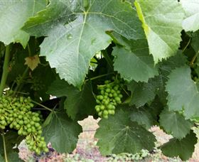 Kerralee Wines - Accommodation Gold Coast 1