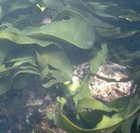 Churchill Island Marine National Park - Accommodation Gold Coast