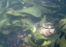 Churchill Island Marine National Park - Accommodation Gold Coast 0