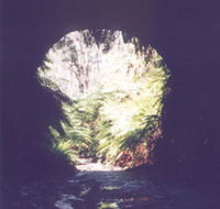 Glow Worm Tunnel - Accommodation Gold Coast