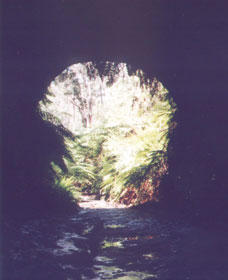 Glow Worm Tunnel - 1 Gold Coast 0