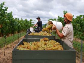 Golden Grove Estate - Accommodation Gold Coast 0