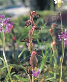 Carnamah-Eneabba Wildflower Drive - 1 Gold Coast 0