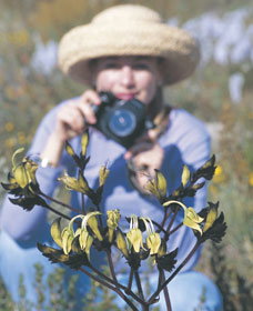 Carnamah-Eneabba Wildflower Drive - 1 Gold Coast 1