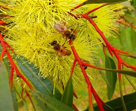 Ungulla Country Garden - Accommodation Gold Coast 6