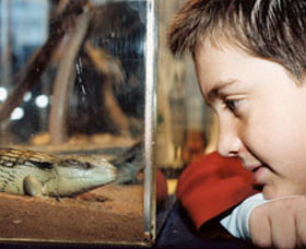Canberra Reptile Zoo - 1 Gold Coast 0