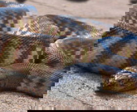 Canberra Reptile Zoo - 1 Gold Coast 1