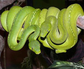 Canberra Reptile Zoo - 1 Gold Coast 2