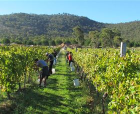 Savina Lane Premum Wines - Accommodation Gold Coast 1