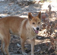 Cohunu Koala Park - Accommodation Gold Coast
