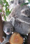 Cohunu Koala Park - Gold Coast 4U 1
