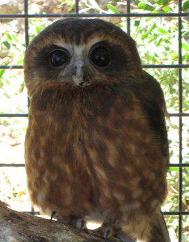 Cohunu Koala Park - Gold Coast 4U 3