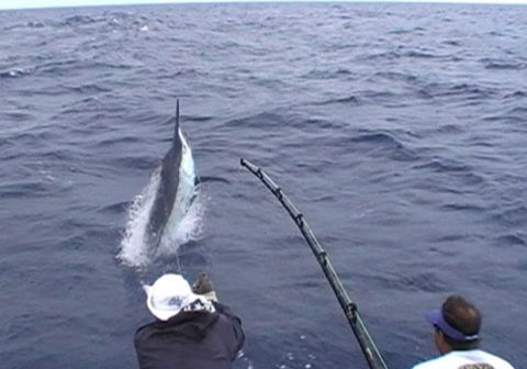Amokura Charters - Accommodation Gold Coast 0