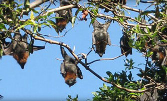 Blackbutt Reserve - Accommodation Gold Coast 1