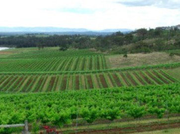 Hunter Vineyard Tours - Accommodation Gold Coast 2