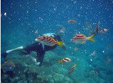 Imagine Cruises - Accommodation Gold Coast 0