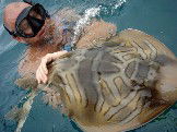 Imagine Cruises - Accommodation Gold Coast 1