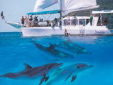 Imagine Cruises - Accommodation Gold Coast 2