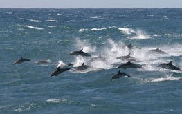 Salamander Bay NSW Gold Coast 4U