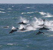 Tamboi Queen Cruises - Gold Coast 4U