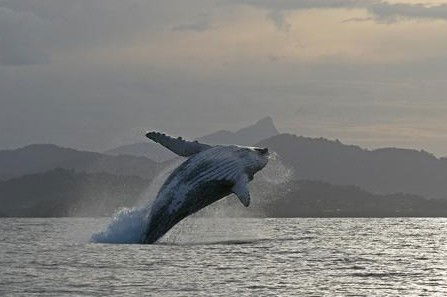 Byron Bay Whale Watching - Accommodation Gold Coast 1