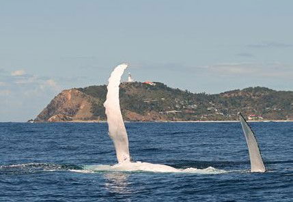 Byron Bay Whale Watching - Accommodation Gold Coast 3