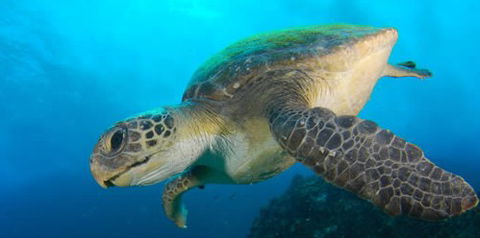 Byron Bay Dive Centre - 1 Gold Coast 0