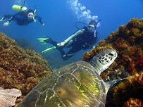 Byron Bay Dive Centre - 1 Gold Coast 3