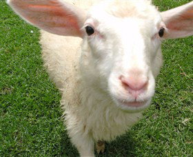 Golden Ridge Animal Farm - Accommodation Gold Coast 0