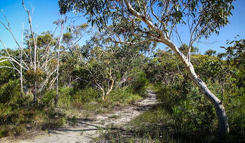 Aboriginal Heritage Walk - Accommodation Gold Coast 2