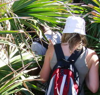 Palm Jungle loop track - Accommodation Gold Coast