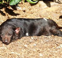 Symbio Wildlife Park - Accommodation Gold Coast