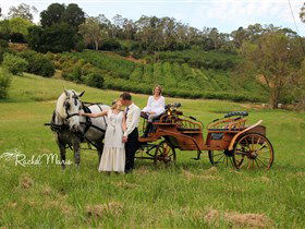 Classic Carriage Drives - 1 Gold Coast 2