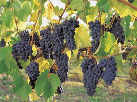 Hills Short Wine And Food Trail - Accommodation Gold Coast 0