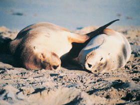 Cape Borda Lightstation - Flinders Chase National Park - Accommodation Gold Coast 1