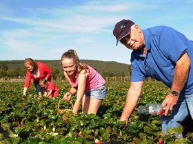 Mount Compass And District Produce And Tourist Trail - 1 Gold Coast 1