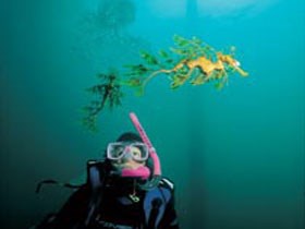 Rapid Bay Beach - Accommodation Gold Coast 1