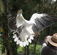 Raptor Domain - 1 Gold Coast