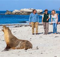 Seal Bay Conservation Park - 1 Gold Coast